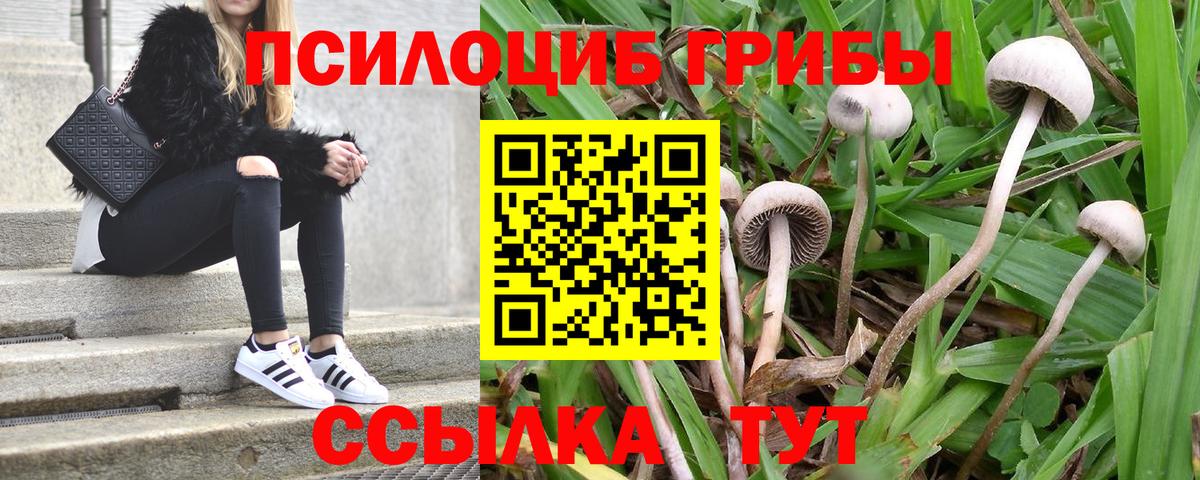 Галлюциногенные грибы GOLDEN TEACHER  Вход с VPN  Псилоцибиновые грибы Psilocybine cubensis  Куйбышев 